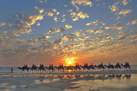 1 Hour Broome Sunset Camel Tour - Accommodation NT 1