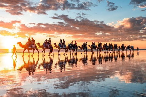1 Hour Broome Sunset Camel Tour - Accommodation NT 9
