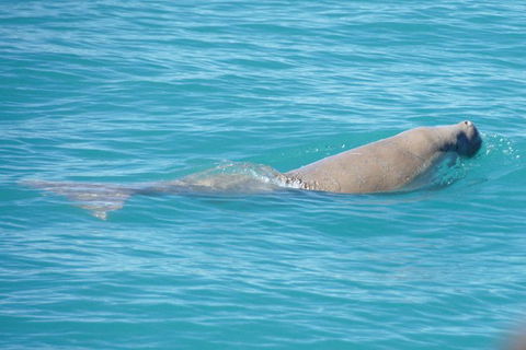 Snubfin Dolphin Eco Cruise From Broome - Accommodation NT 1