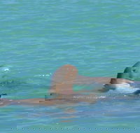 Snubfin Dolphin Eco Cruise from Broome - Accommodation NT