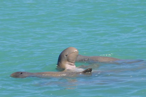 Snubfin Dolphin Eco Cruise From Broome - Accommodation NT 2