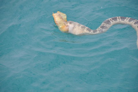 Snubfin Dolphin Eco Cruise From Broome - Accommodation NT 10