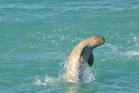 Snubfin Dolphin Eco Cruise From Broome - Accommodation NT 11