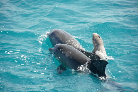 Snubfin Dolphin Eco Cruise From Broome - Accommodation NT 6