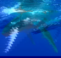 Dunsborough Whale Watching Eco Tour - Accommodation NT