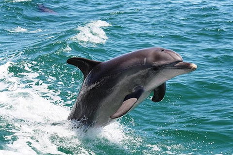 Half-Day Mandurah Canals & Dolphin Watch Tour - Accommodation NT 0
