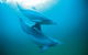 Half-Day Mandurah Canals & Dolphin Watch Tour - thumb 6