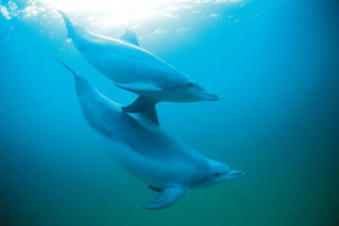 Half-Day Mandurah Canals & Dolphin Watch Tour - Accommodation NT 6