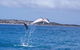 Half-Day Mandurah Canals & Dolphin Watch Tour - thumb 7