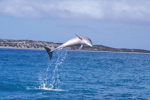 Half-Day Mandurah Canals & Dolphin Watch Tour - Accommodation NT 7