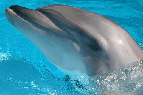 Half-Day Mandurah Canals & Dolphin Watch Tour - Accommodation NT 5