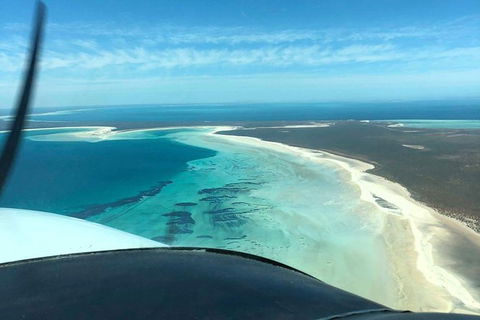 Monkey Mia Dolphins & Shark Bay Air Tour From Perth - Accommodation NT 1