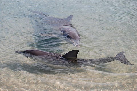 Monkey Mia Dolphins & Shark Bay Air Tour From Perth - Accommodation NT 4