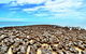 Monkey Mia Dolphins & Shark Bay Air Tour From Perth - thumb 9