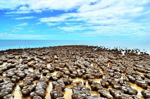 Monkey Mia Dolphins & Shark Bay Air Tour From Perth - Accommodation NT 9