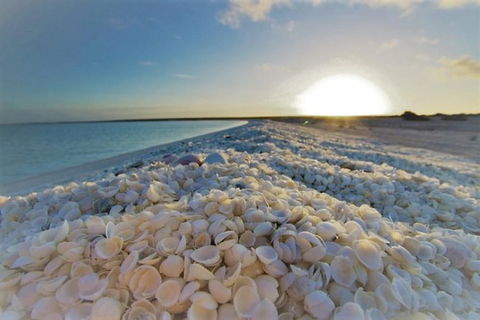 Monkey Mia Dolphins & Shark Bay Air Tour From Perth - Accommodation NT 5