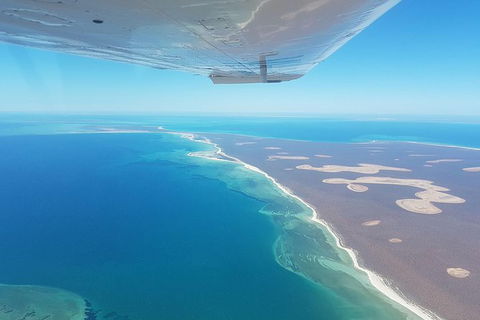 Monkey Mia Dolphins & Shark Bay Air Tour From Perth - Accommodation NT 3