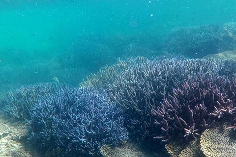 Abrolhos Island Half Day Fly And Flipper - Accommodation NT 1