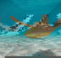 Turtle Eco Adventure Tour in Exmouth - Accommodation NT