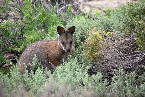 Shipwreck Special Nature Tour/Half Day Tour - Accommodation NT 6