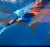 Swim with Whale Sharks- the largest fish in the world - Accommodation NT