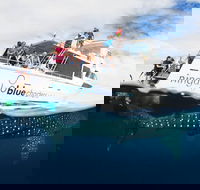 VIP luxury chartered escapes exploring the reef at your own pace - Accommodation NT