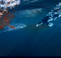 Deluxe WhaleShark Swim Tour on the Ningaloo Reef from Exmouth - Accommodation NT