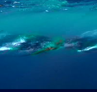 Humpback Whale Swim Tour - Accommodation NT