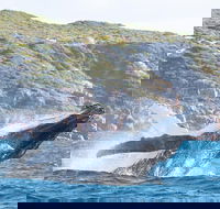Jet Boat Whale Watching Safari from Dunsborough - Accommodation NT