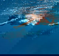 Swim with Whale Sharks - Ningaloo Reef - 3 Islands Whale Shark Dive - Accommodation NT