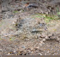 Nocturnal Wildlife Tour from Busselton or Dunsborough - Accommodation NT