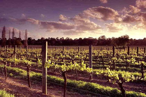 Upper Reach Winery: Swan Valley Winery And Vineyard Tour - Accommodation NT 5