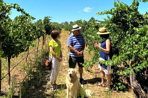 Upper Reach Winery: Swan Valley Winery And Vineyard Tour - Accommodation NT 4