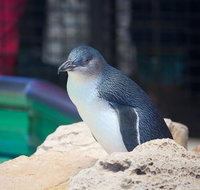 Full-Day Penguin Island  Mandurah Canal Cruise