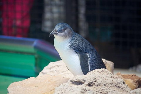 Full-Day Penguin Island & Mandurah Canal Cruise - Accommodation NT 0