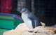 Full-Day Penguin Island & Mandurah Canal Cruise - thumb 2