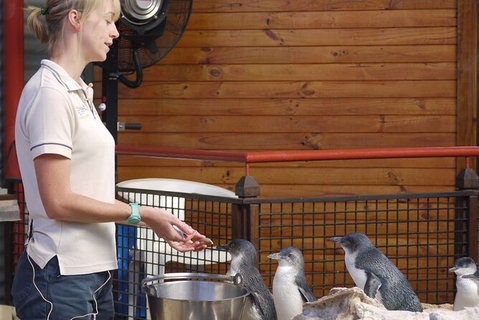 Full-Day Penguin Island & Mandurah Canal Cruise - Accommodation NT 5