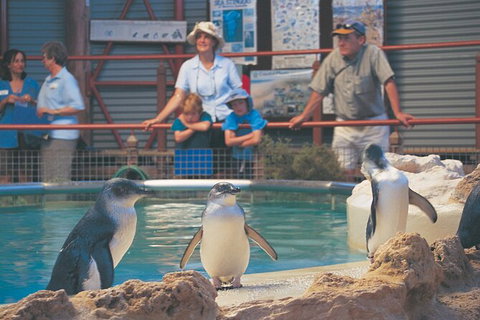 Full-Day Penguin Island & Mandurah Canal Cruise - Accommodation NT 7