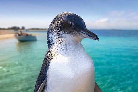 Full-Day Penguin Island & Mandurah Canal Cruise - Accommodation NT 3