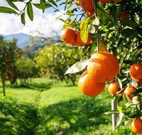 Full-Day Swan Valley Wildlife Park Winery  Fruit Orchard