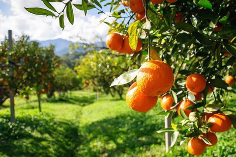 Full-Day Swan Valley, Wildlife Park, Winery & Fruit Orchard - Accommodation NT 0
