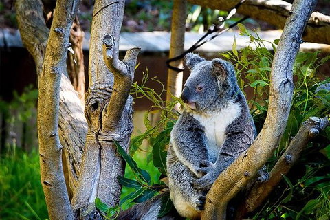 Full-Day Swan Valley, Wildlife Park, Winery & Fruit Orchard - Accommodation NT 1