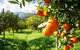 Full-Day Swan Valley, Wildlife Park, Winery & Fruit Orchard - thumb 4