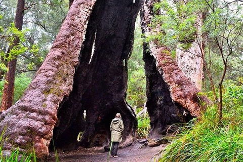 Albany Southwest Wilderness Day Tour - Fly From Perth - Accommodation NT 7