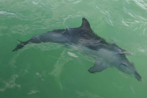 The Pirate Cruise In Mandurah On Viator - Accommodation NT 4