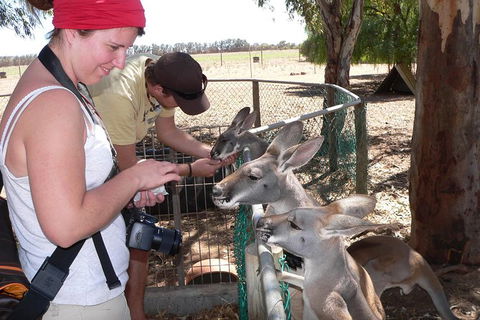1 Day Pinnacles, Wildlife & Sandboarding - Accommodation NT 1