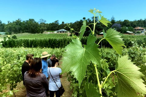 Premium Cider, Wine & Whiskey Tour - Small Group Full-Day Tour From Perth - Accommodation NT 6