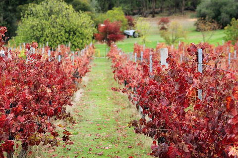 Premium Cider, Wine & Whiskey Tour - Small Group Full-Day Tour From Perth - Accommodation NT 12