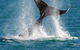 Whale-Watching Cruise And Hillarys Boat Harbour Day Trip From Perth - thumb 0