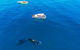 Whale-Watching Cruise And Hillarys Boat Harbour Day Trip From Perth - thumb 4